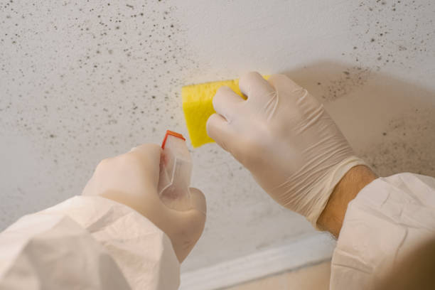 Environmental Consulting for Mold Prevention