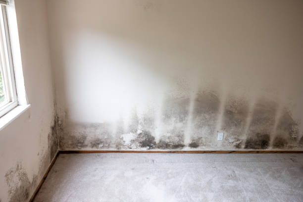 Professional Mold Removal in Bowie, MD